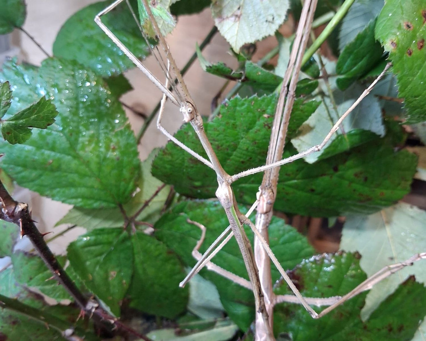 Fásmidos - Tirachoidea biceps