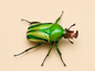 Eudicella hornimani