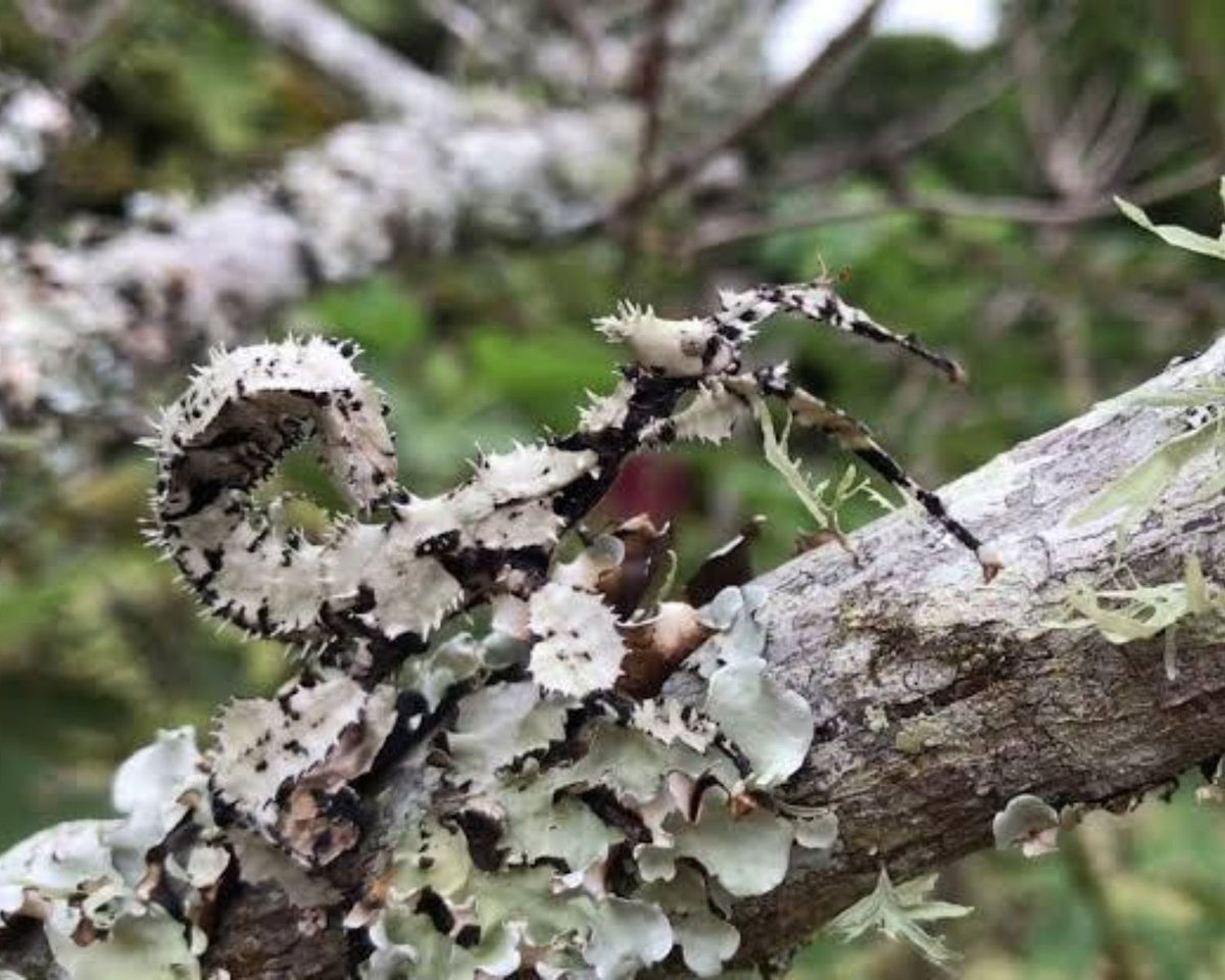 Fásmido - Extatosoma tiaratum “Morphe Lichen”