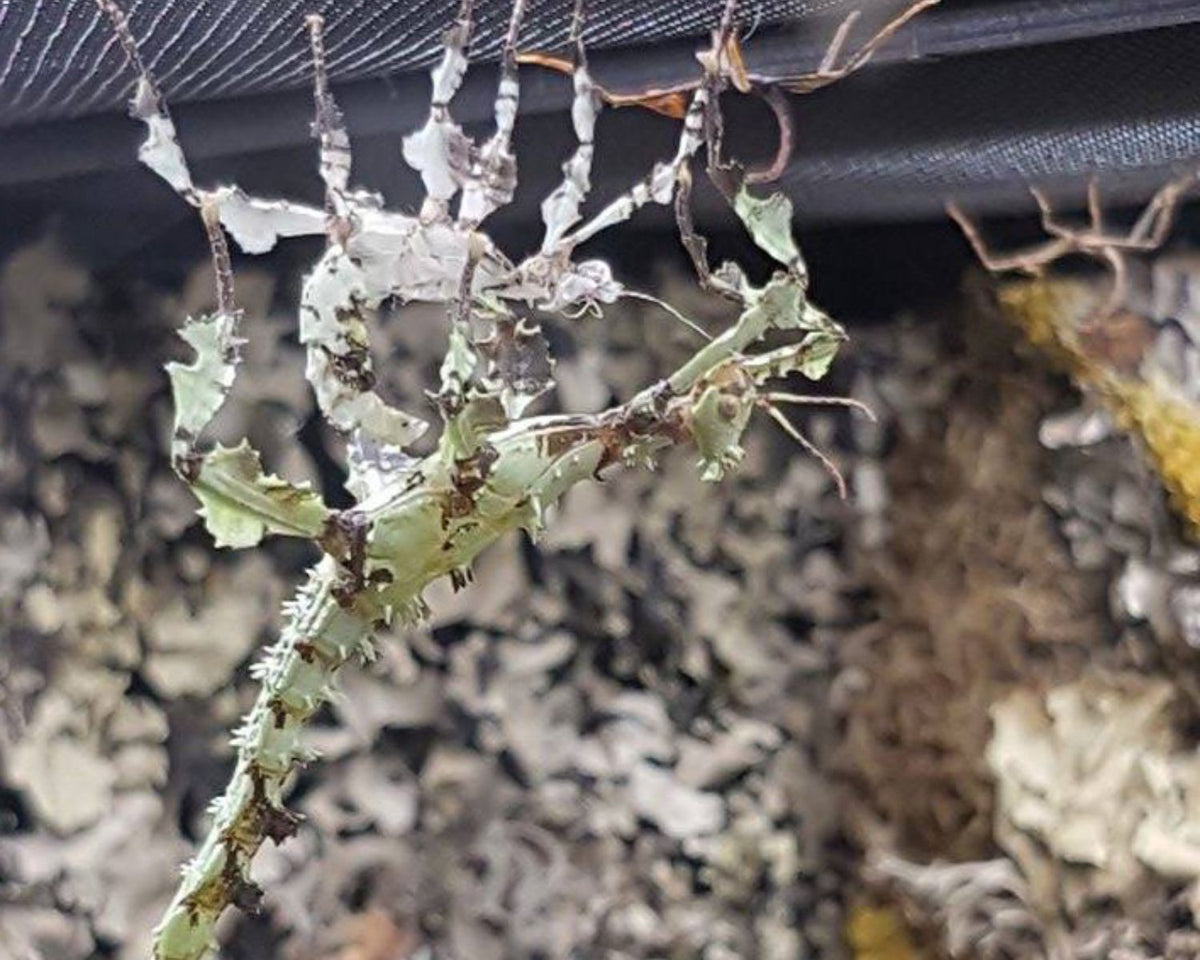 Fásmido - Extatosoma tiaratum “Morphe Lichen”