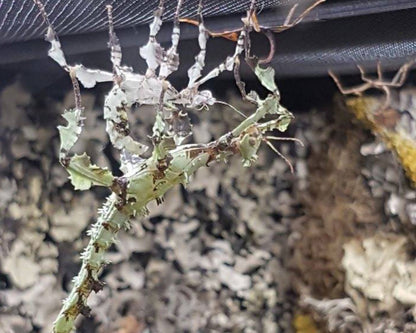 Fásmido - Extatosoma tiaratum “Morphe Lichen”