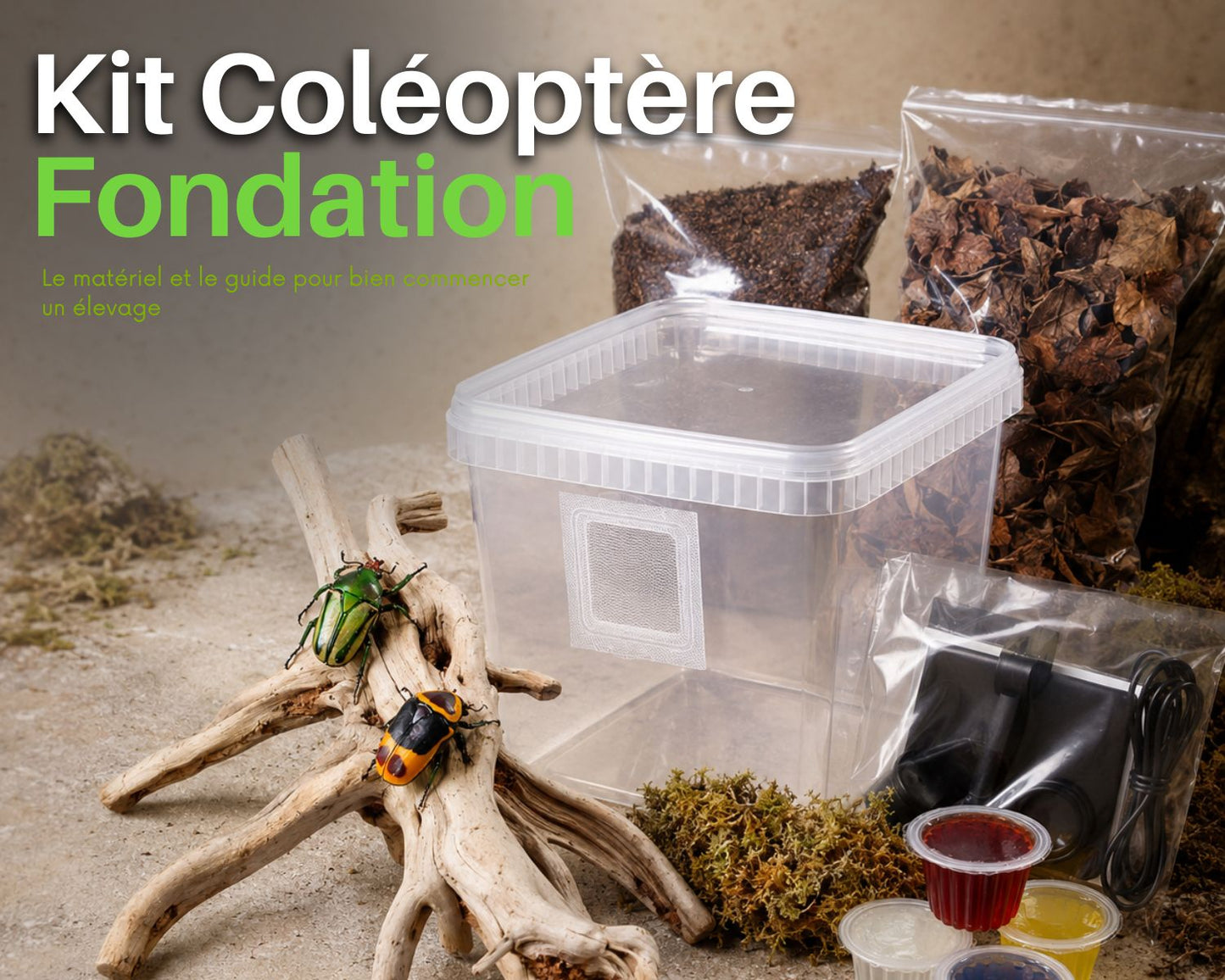 Kit d'élevage - Coléoptère