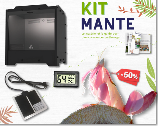 Kit de cría - Mantis (religiosa) 