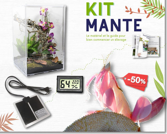 Kit de cría - Mantis (religiosa) 
