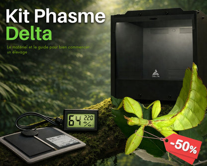 Geschenkset Phasmidenzucht