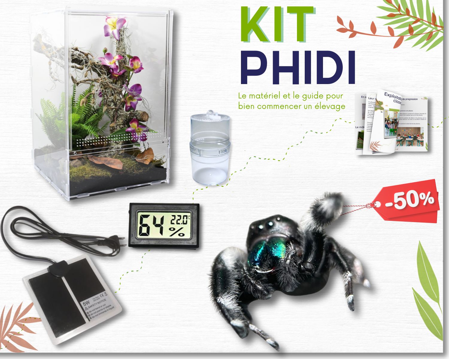 Elevage Insect Kit d'élevage - Phidippus (araignée sauteuse) – L'insecterie