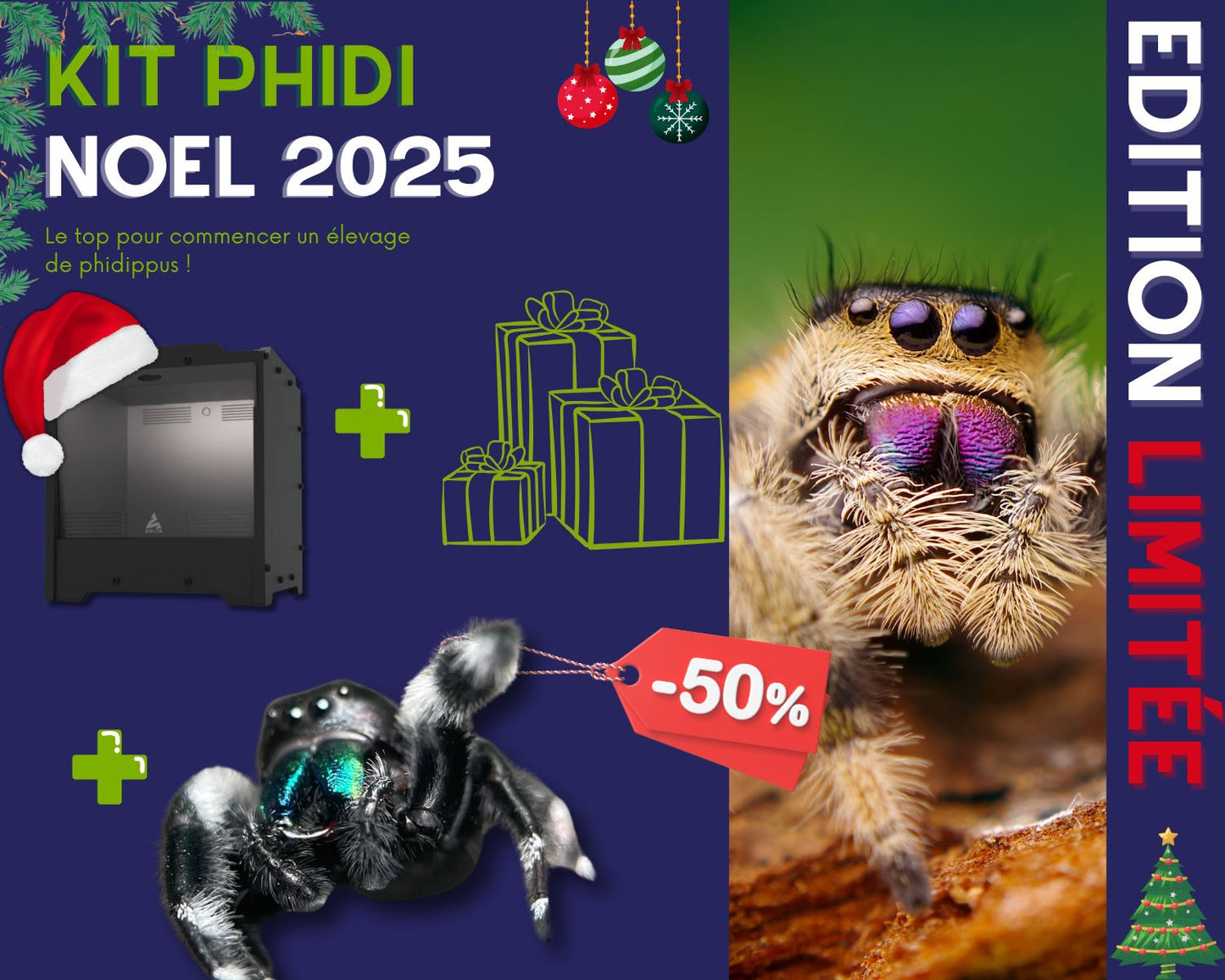 Kit Cadeau - Phidippus - Noel 2025