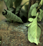 Cryptophyllium sp