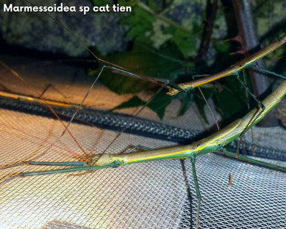 Caja de regalo cría de fásmidos