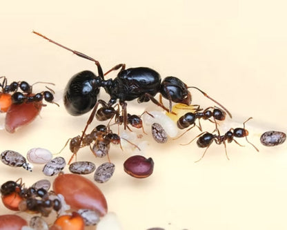 Fourmis - Messor wasmanni