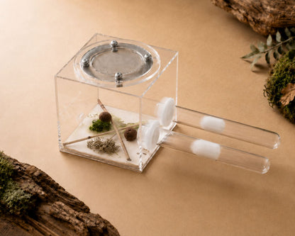 Kit d’élevage de Fourmis - Pack Fondation STARTER