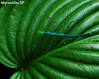 Caja de regalo cría de fásmidos