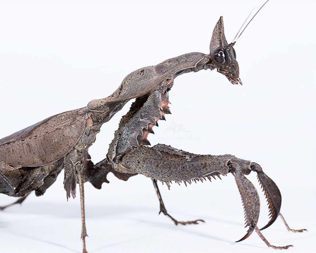 Acheter une mante Parablepharis Kuhlii Asiatica sur L'Insecterie – L ...