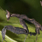 Mantis Hoja - Deroplatys Lobata