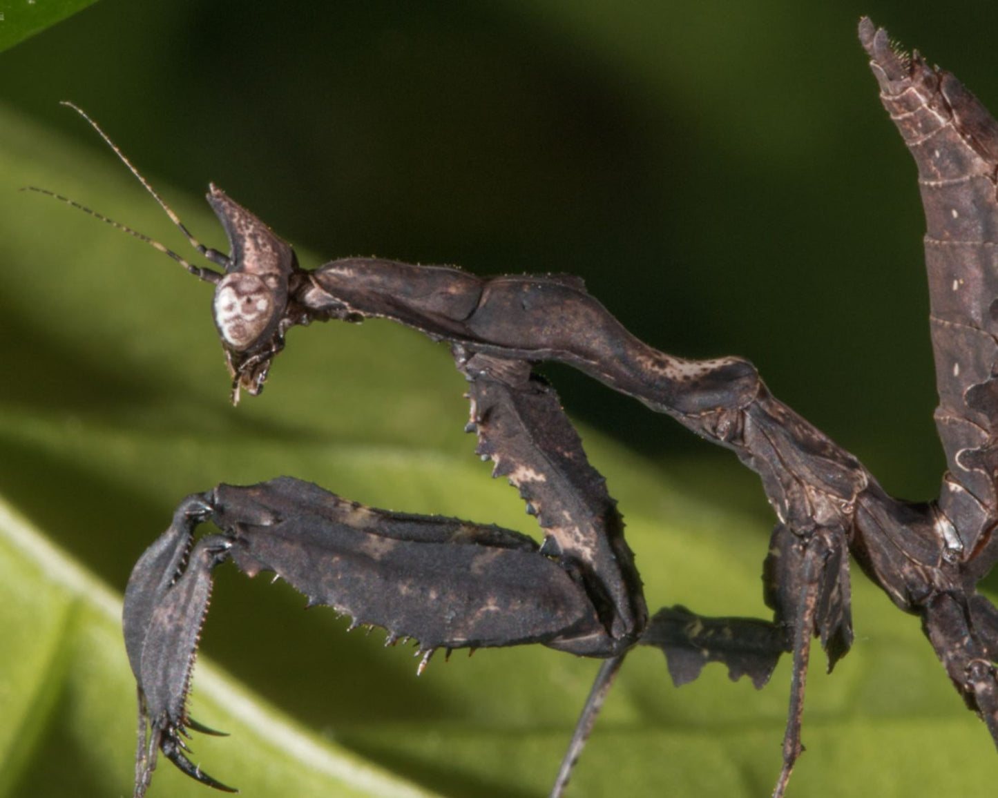 Mantis Hoja - Deroplatys Lobata