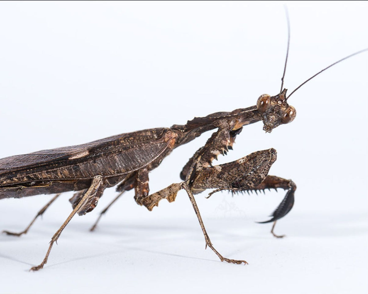 Acheter une mante Parablepharis Kuhlii Asiatica sur L'Insecterie – L ...