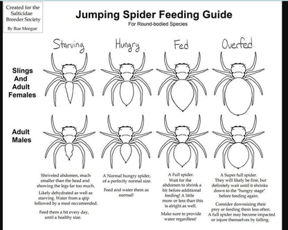 Phidippus Regius Bahamas Blanco 