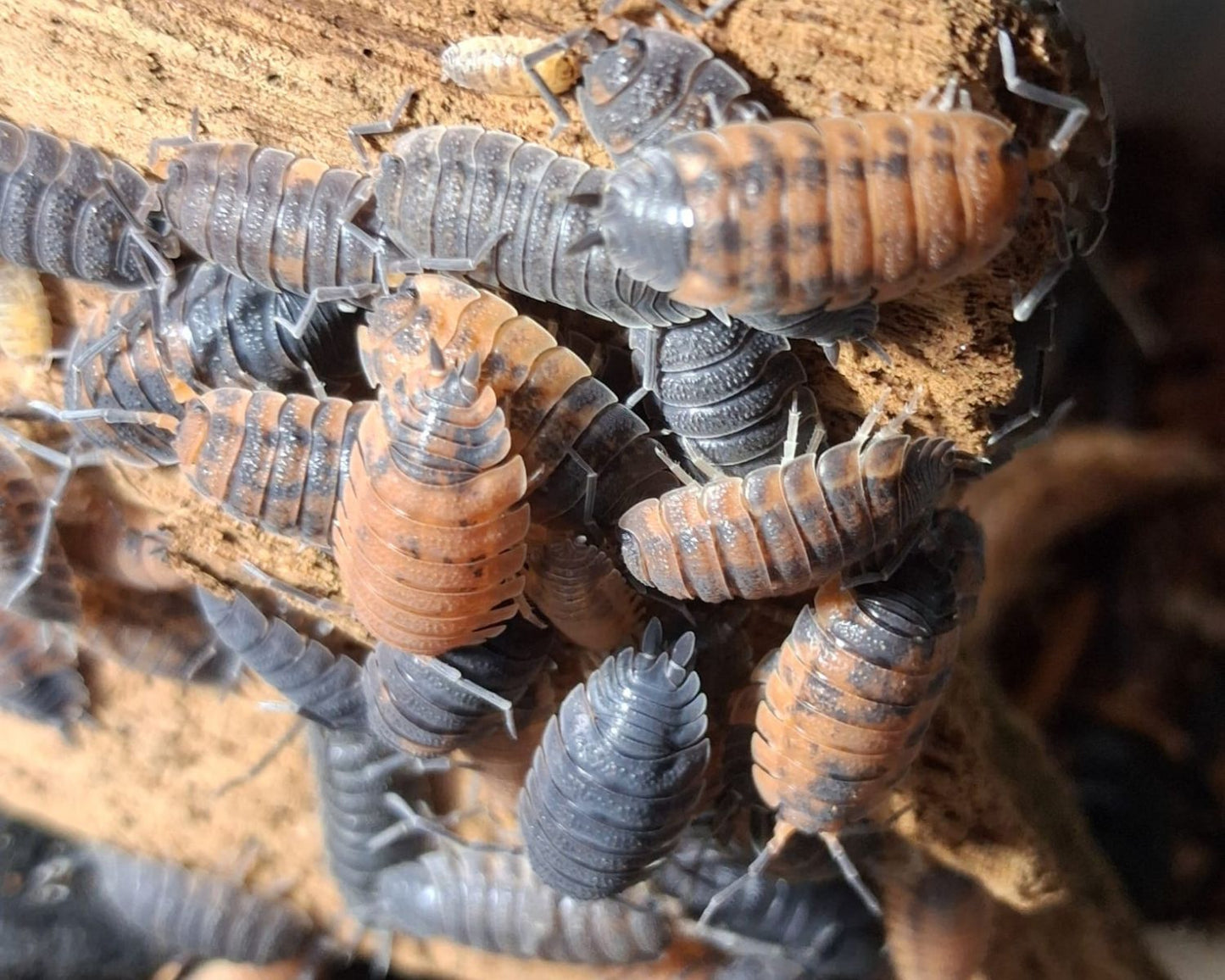 Cloportes - Porcellio scaber “Lava”