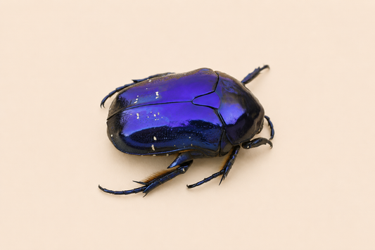 Coléoptère - Protaetia elegans