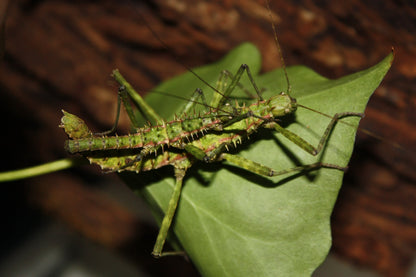 Phasme - Spinohirasea Bengalensis