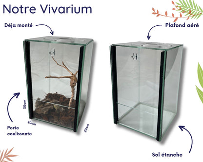 Caja de regalo cría de fásmidos