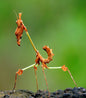 Gongylus gongylodes
