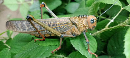 Criquet - Tropidacris cristata