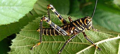 Criquet - Tropidacris cristata
