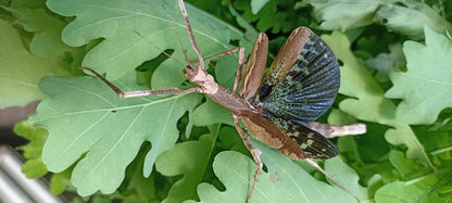 Stabheuschrecke - Onchestus rentzi