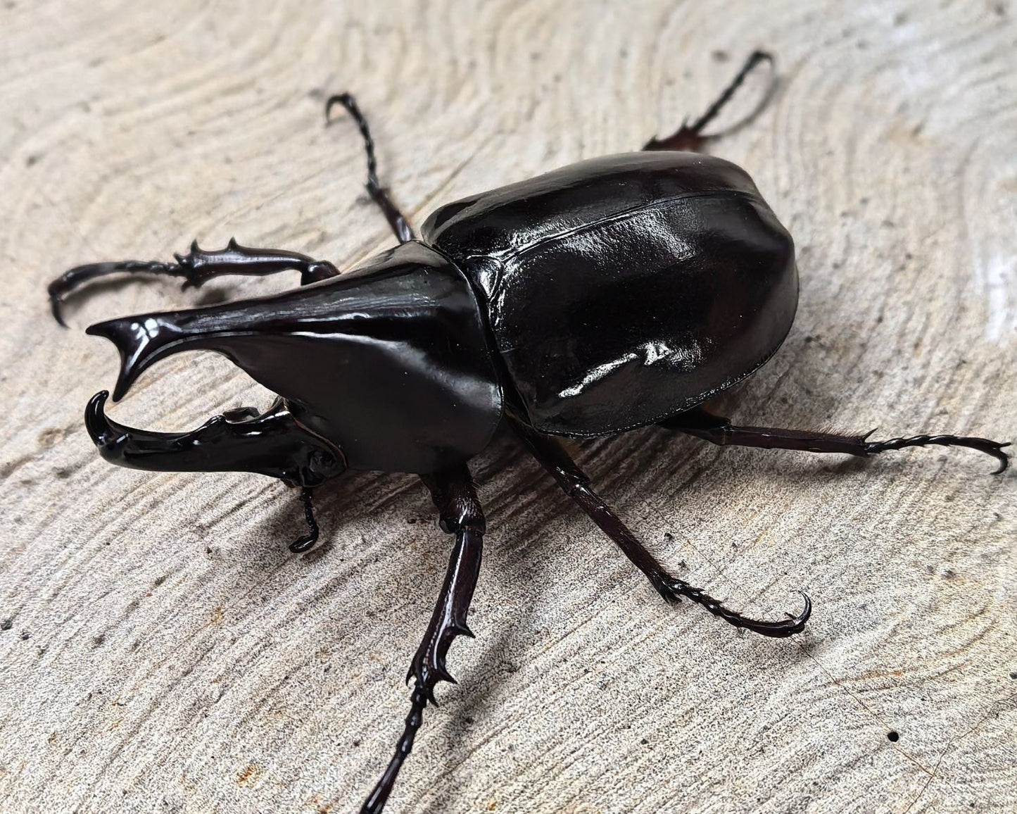 Coléoptère - Xylotrupes gideon sumatrensis