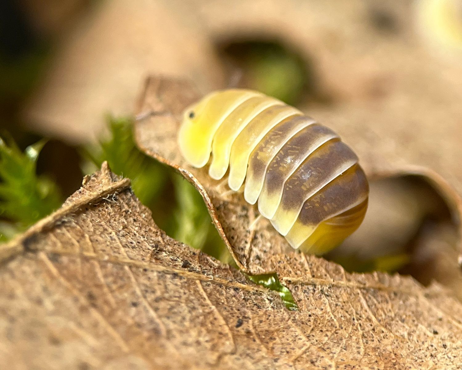 Cloportes - Cubaris Jupiter – L'insecterie