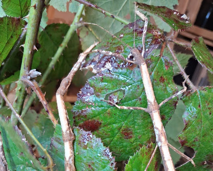 Stabheuschrecke - Hermagoras foliopeda