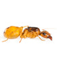 Fourmis - Camponotus fedtschenkoi