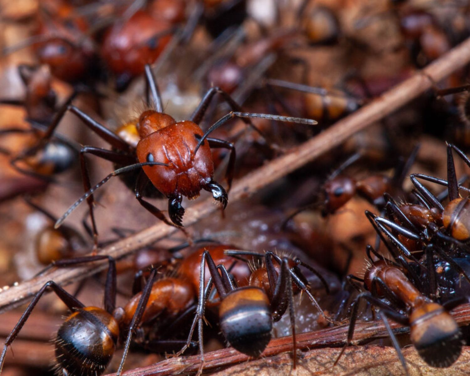 Vente fourmis : Les colonies de fourmis – L'insecterie