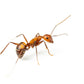 Fourmis - Camponotus Nicobarensis