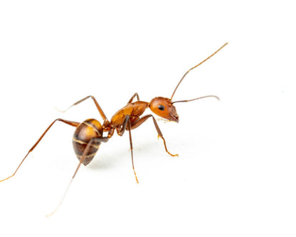 Elevage Fourmis Camponotusnicobarensis