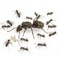 Hormigas - Lasius grandis