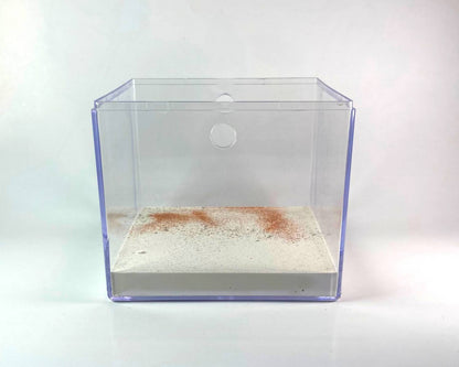 Ameisenarena - Großformat