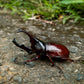 Coléoptère - Xylotrupes gideon sumatrensis