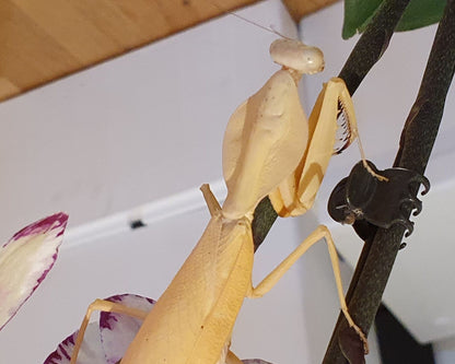 Gottesanbeterin - Rhombodera kirbyi