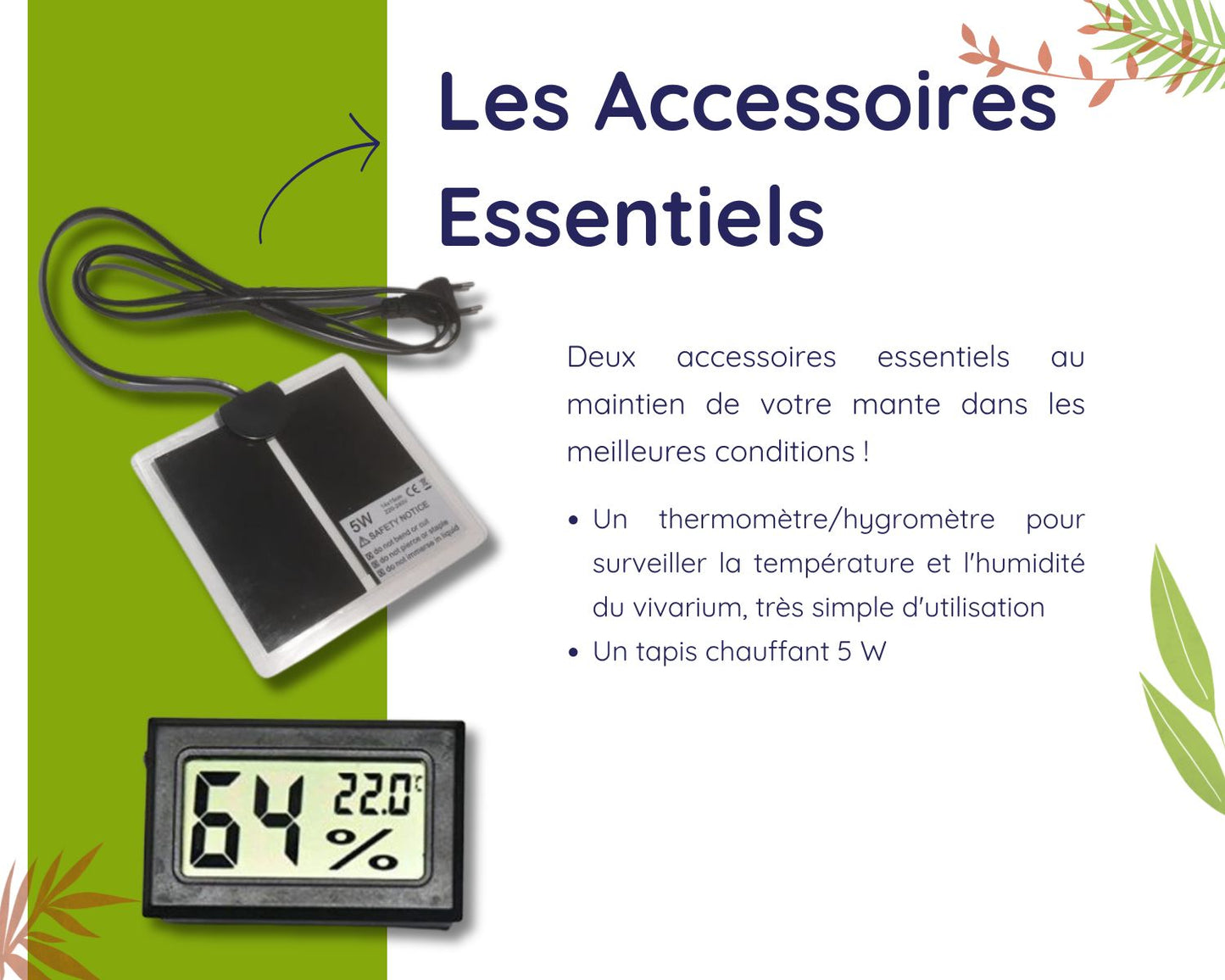 Kit de cría - Mantis (religiosa) 