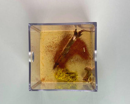 Ameisenarena - Großformat