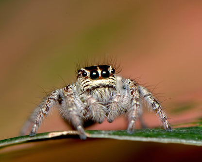 Phidippus Regius Bahamas Blanco 