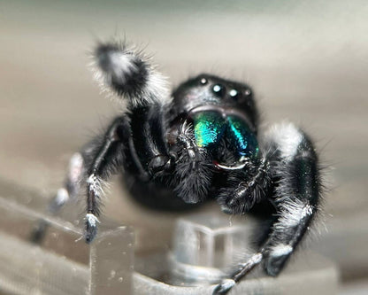 Phidippus Regius Bahamas
