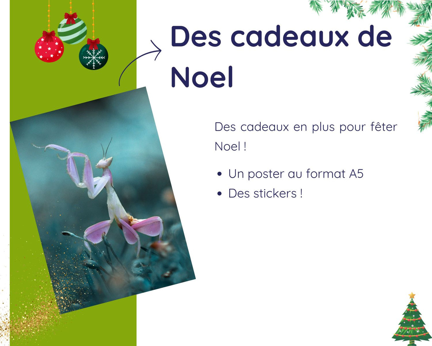 Kit Cadeau - Mante - Noel 2025