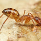 Fourmis - Camponotus Maculatus