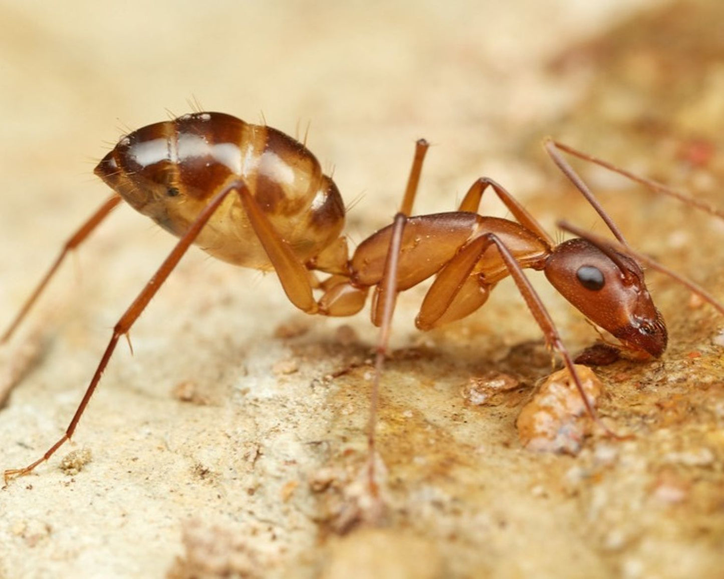 Fourmis - Camponotus Maculatus