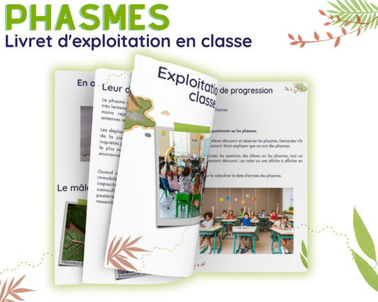 Guide d'Élevage en Classe - Phasmes