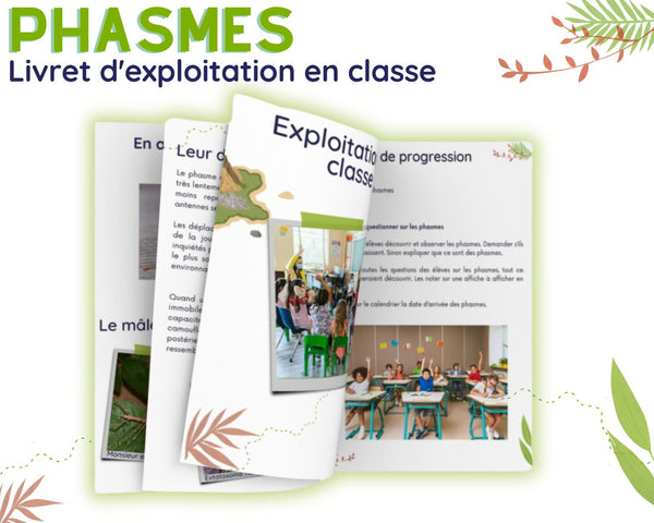 Guide d'Élevage en Classe - Phasmes – L'insecterie