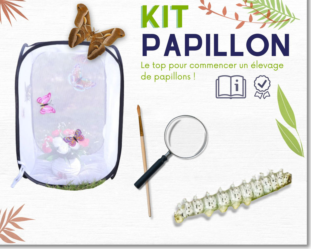 je-commence-un-elevage-de-papillons-l-insecterie